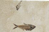 Plate of Two Fossil Fish (Diplomystus) - Wyoming #295713-1